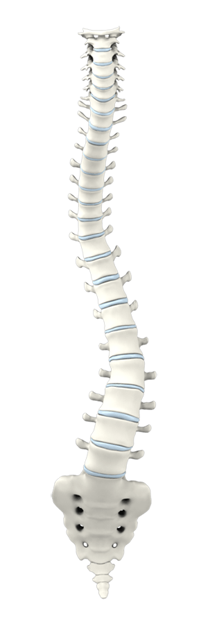 Adult Degenerative Scoliosis