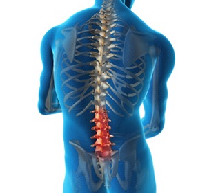  Lumbar Spine Anatomy  