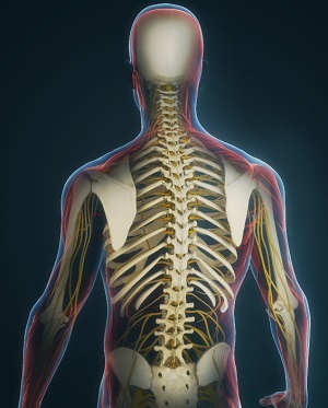 Thoracic Spine Anatomy